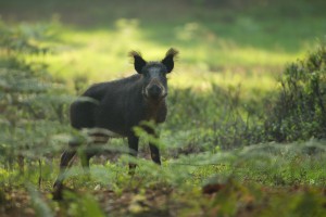 WIld zwijn veluwe Grote Vijf van Nederland