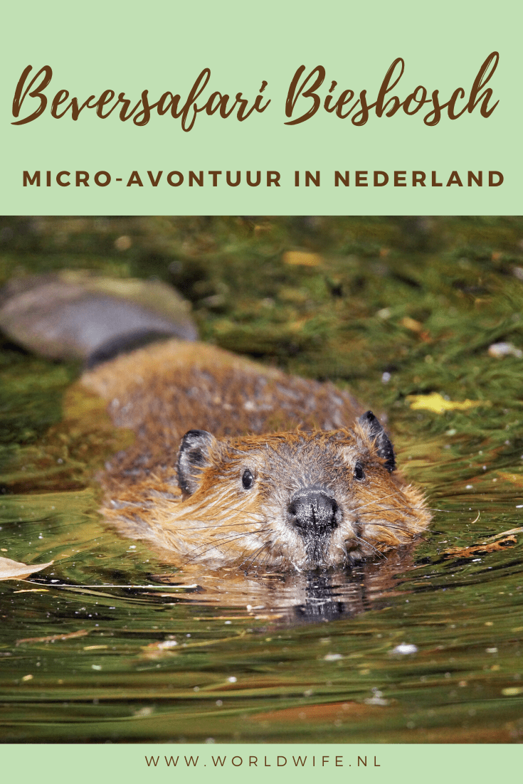 Beversafari in de Biesbosch, een micro-avontuur in Nederland