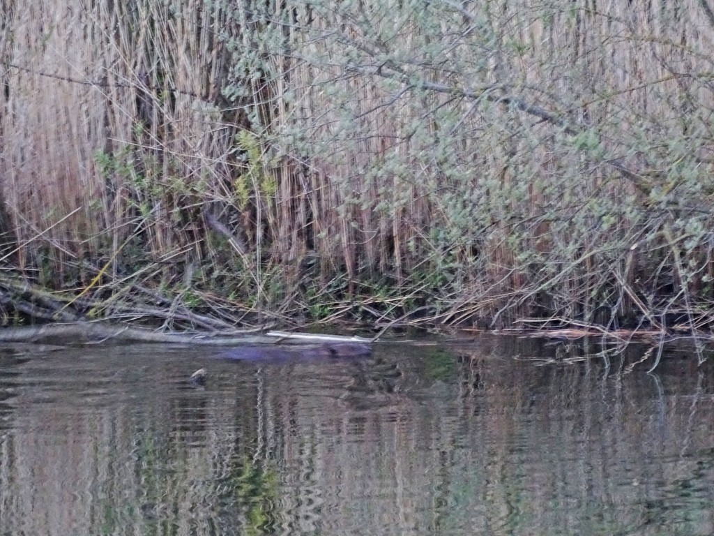 bever biesbosch