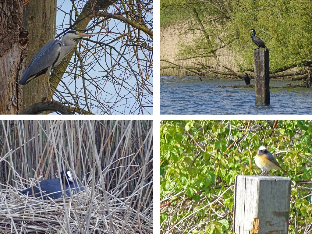 vogels biesbosch