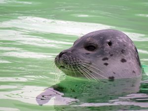 zeehonden waddenzee