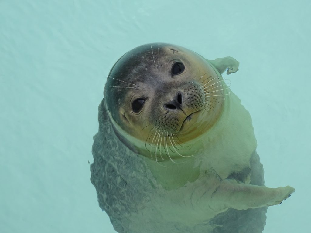 zeehonden texel