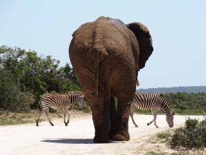 safari Addo Elephant Park