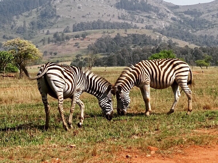 op safari in Zuid-Afrika