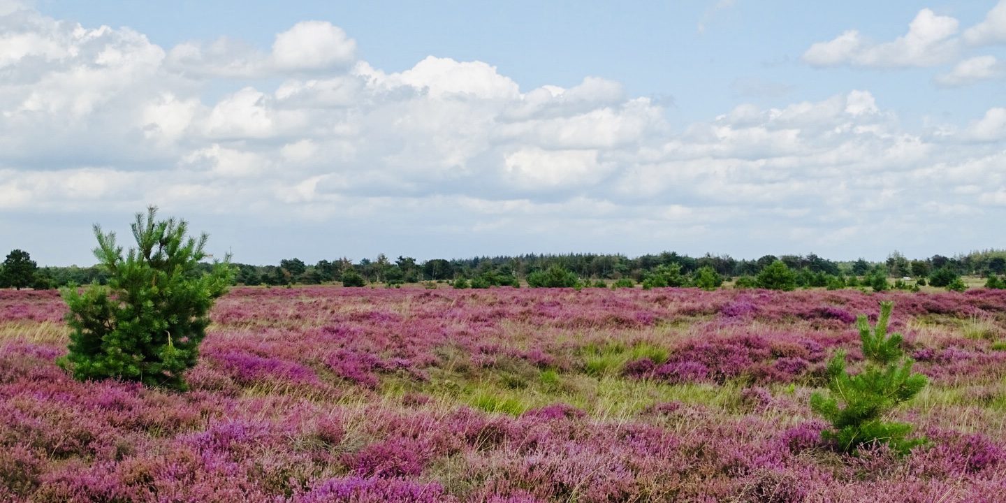 Wandelen Strabrechtse Heide