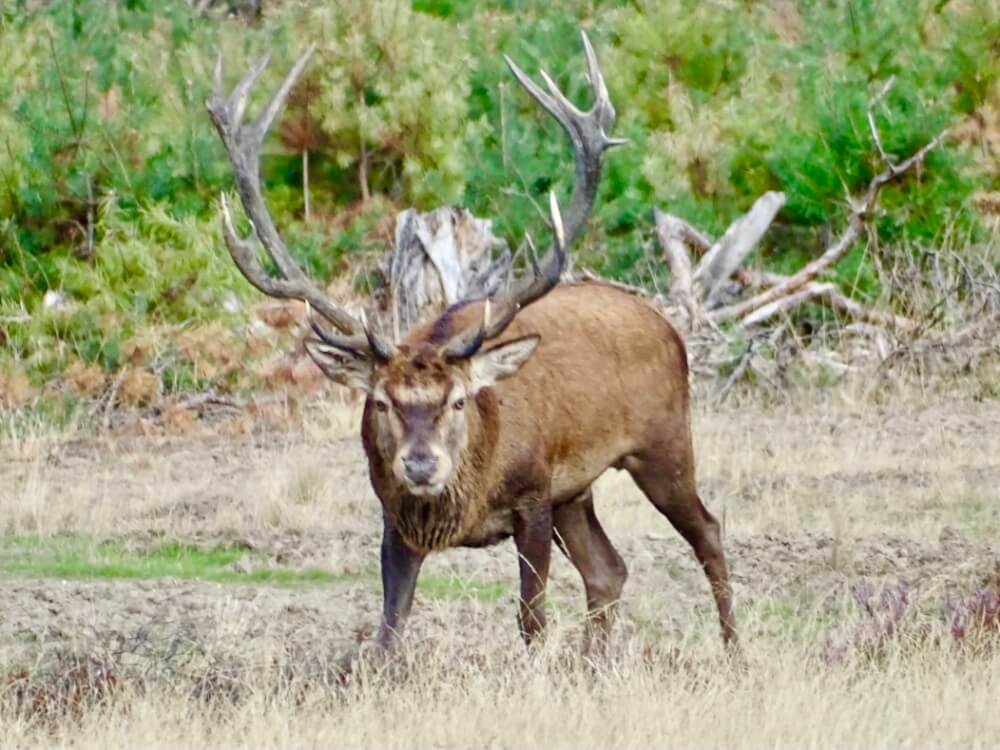 Edelherten spotten op de Hoge Veluwe | Er op uit in Nederland