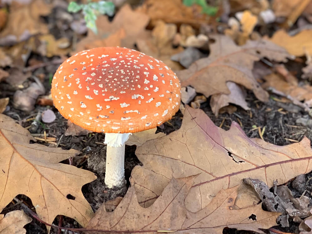 Herfst in de Stiphoutse bossen in Helmond