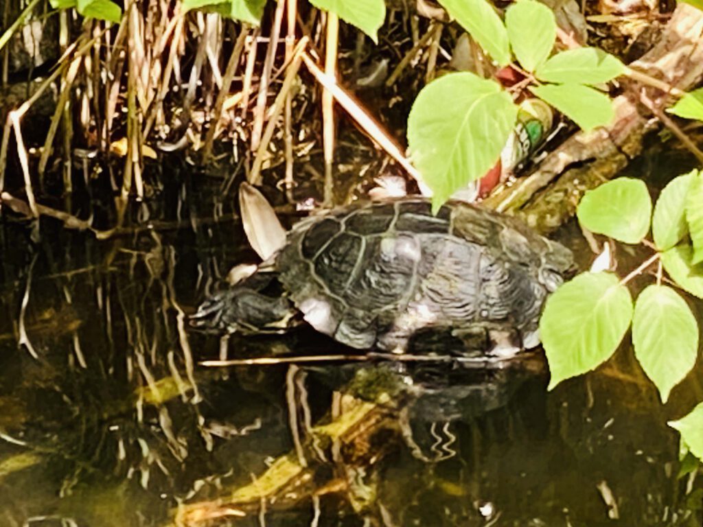 Schildpad in het Burgemeester Ploegmakerspark in Asten