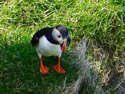 Papegaaiduikers(puffins) op de Westmaneilanden.