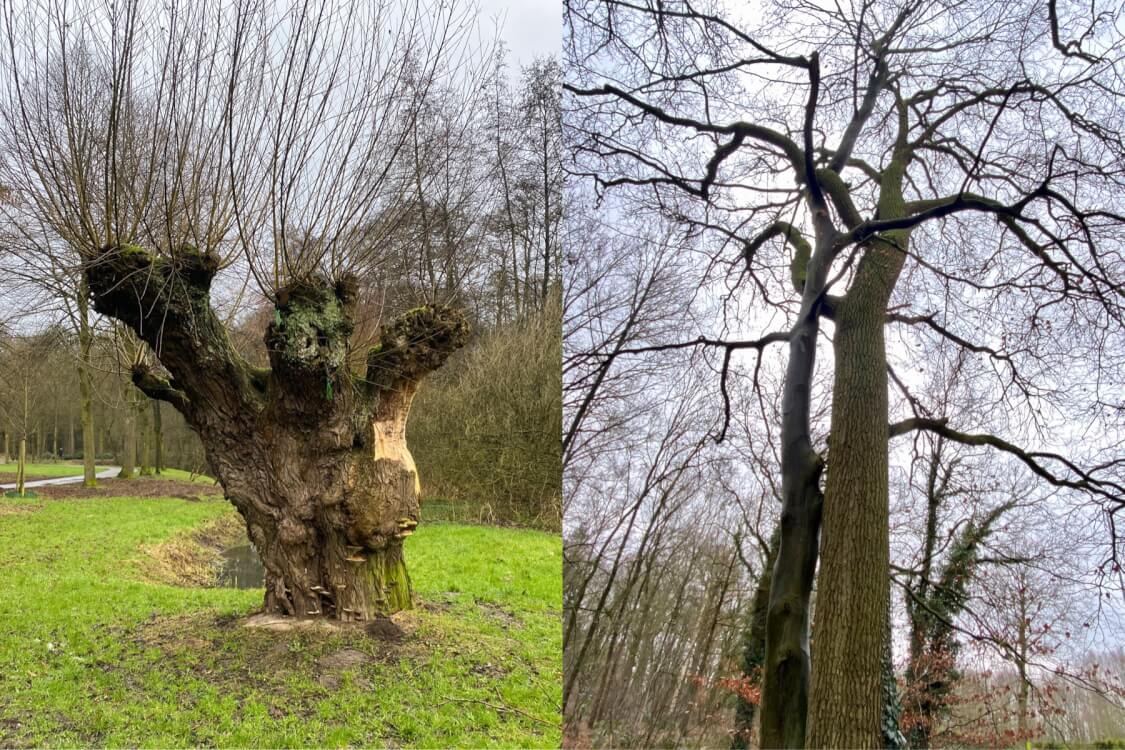 Bijzondere bomen in de Warande, Helmond.