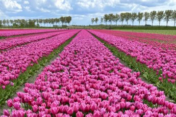 Tulpenroute Goeree-Overflakkee met de auto langs de mooiste tulpenvelden in Zuid-Holland.